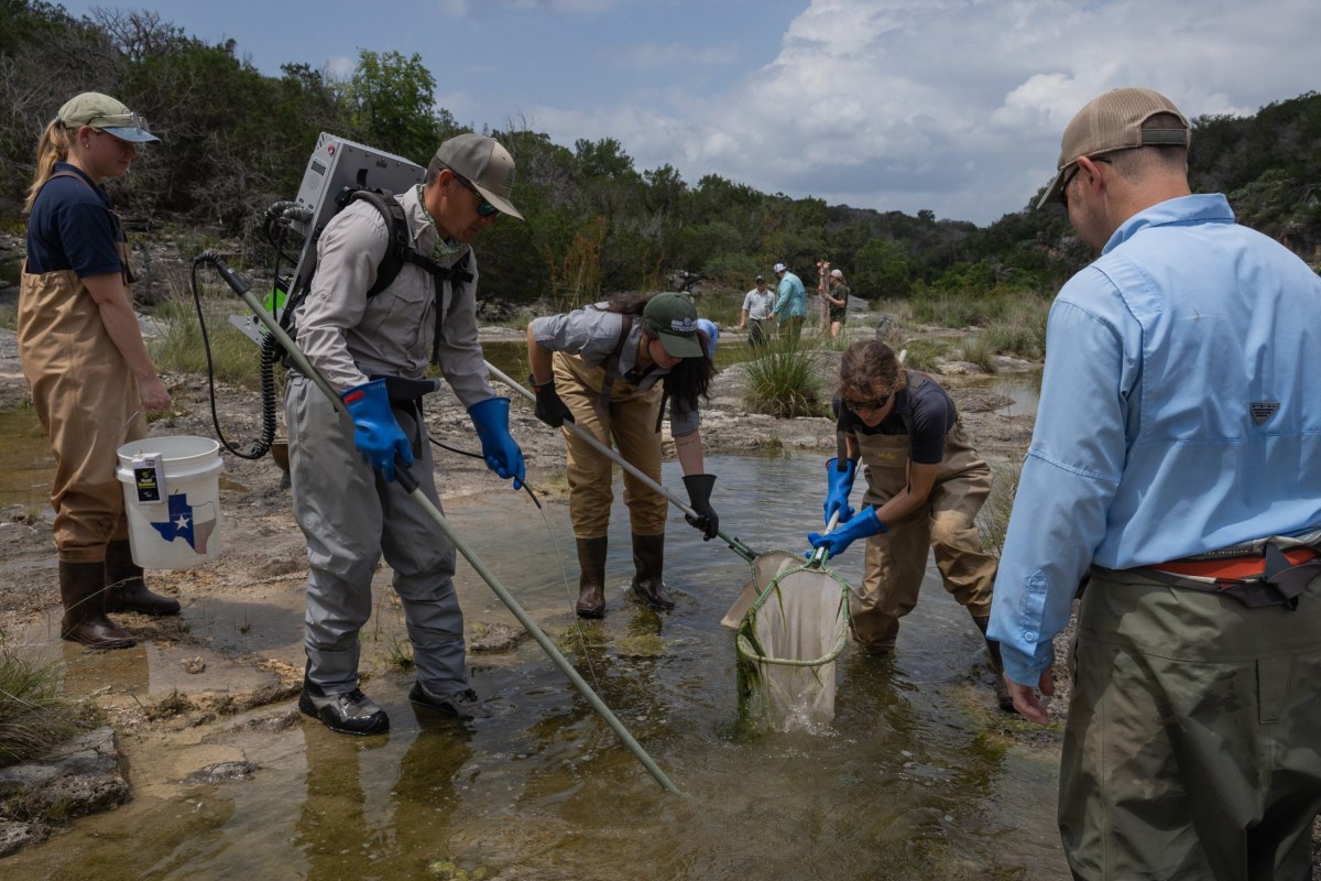 Texas Parks and Wildlife Department biologists and staff use an anode, an electrical rod that temporarily stuns fish, during an aquatic sampling at Yancey Creek.